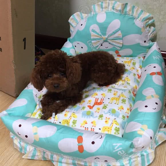 它时代宠物美容会馆:辽阳市白塔区科普公园附近