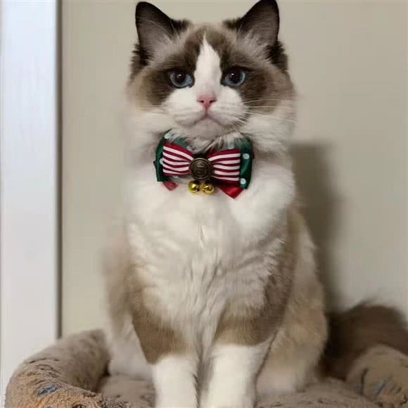 智乐岛宠物店萌宠在售:北京城区丰台区六里桥/丽泽桥附近