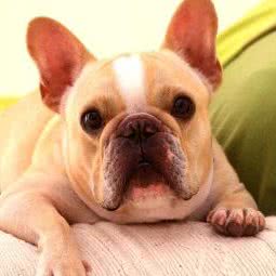 乐跑宠物园:北京城区丰台区六里桥/丽泽桥附近