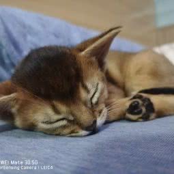 king of the luna阿比西尼亚猫舍:北京城区丰台区六里桥/丽泽桥附近