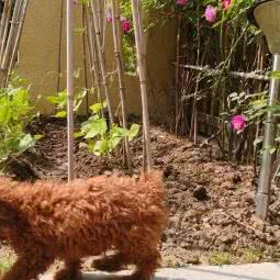 爱慕迪动物医院:盘锦市兴隆台区鹤乡附近