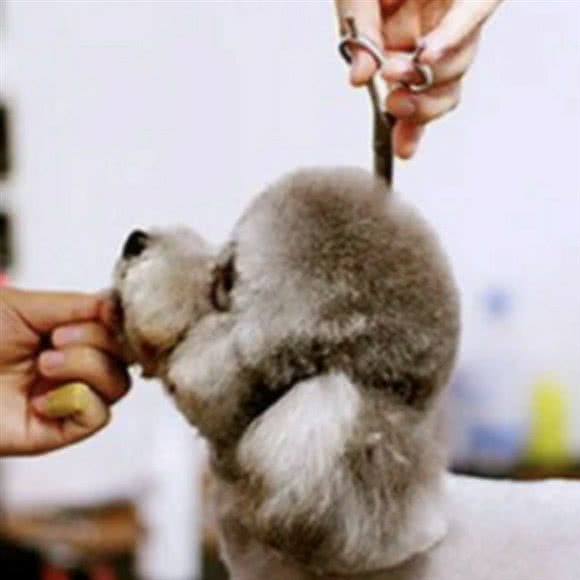 宠爱人生动物医院:盘锦市兴隆台区康桥附近