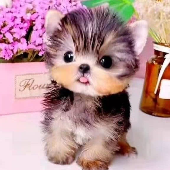 贝比乖乖私宠:北京城区丰台区六里桥/丽泽桥附近