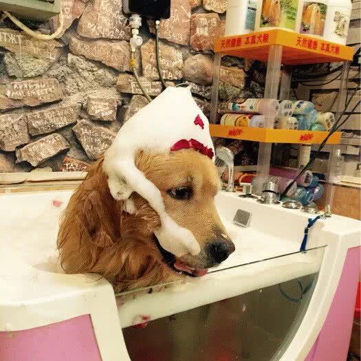 猫四狗四宠物:铁岭市银州区城南附近