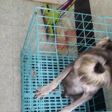 橙子宠物:铁岭市银州区文化路附近