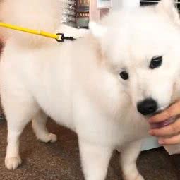 明星宠物高档美容中心:铁岭市银州区小桥子附近