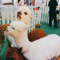 萌宠乐园:北京城区丰台区花乡/新发地附近