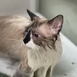 汤小利宠物狗:北京城区丰台区花乡/新发地附近