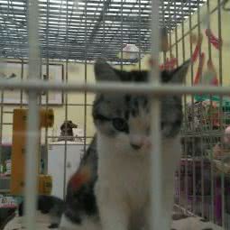 宠物大厅:北京城区丰台区花乡/新发地附近