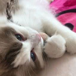 DORA猫舍及宠物用品:北京城区丰台区花乡/新发地附近