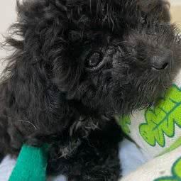 宠联宠物医院:葫芦岛市龙港区飞天广场附近