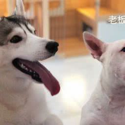 十月海棠宠物生活馆:长春市南关区新春附近