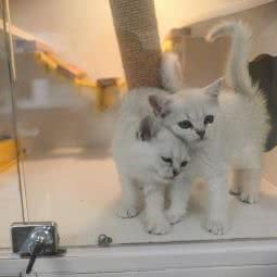 依米猫show:长春市南关区南岭附近