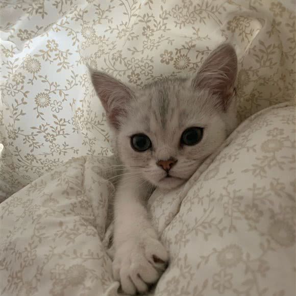 喵星球 猫舍:长春市南关区南岭附近