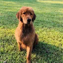 小班宠物家庭寄养:北京城区丰台区西红门附近