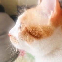 安琪儿动物医院:长春市南关区南岭附近