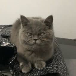 博朗众合动物医院:长春市南关区世荣路／南三环附近