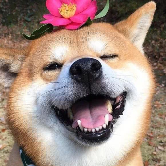 毛孩子宠物生活馆:长春市南关区人民广场附近