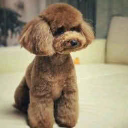 三羊宠物:长春市南关区珠海路/经济开发区附近