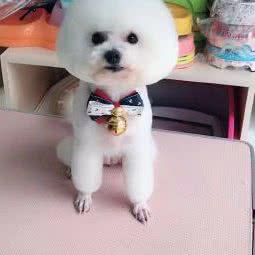 贵宾家宠物生活馆(经开店):长春市南关区珠海路/经济开发区附近