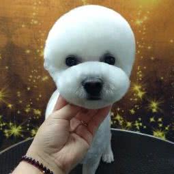 花木南宠宠十家:长春市南关区珠海路/经济开发区附近