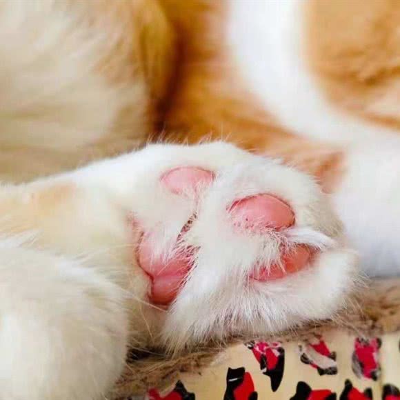 小巷喵呜猫咖:长春市南关区卫星广场附近