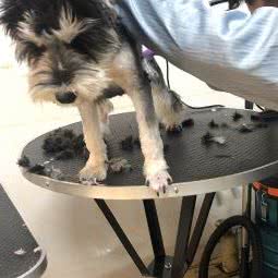 它它宠物生活馆:长春市南关区新天地购物公园附近