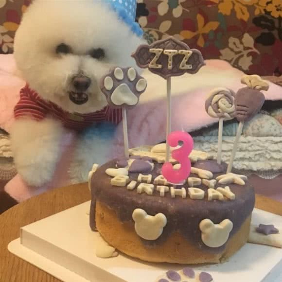 万龙宠物店:长春市南关区新天地购物公园附近