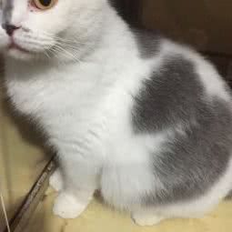 乐乐宠物用品店:长春市南关区全安广场附近