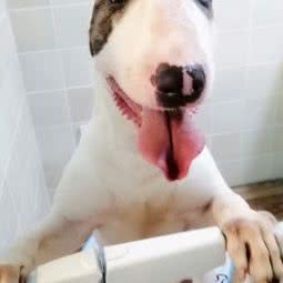 三羊宠物酒店(南四环店):长春市南关区金宇大路附近