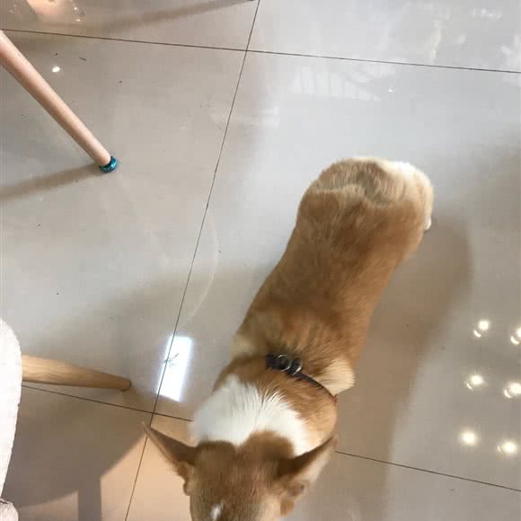 一宠一舍:长春市南关区会展中心附近