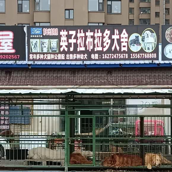 英子拉布拉多犬舍:长春市宽城区雁鸣湖/柳影路附近