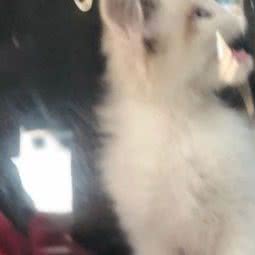 铭旺犬舍:长春市宽城区雁鸣湖/柳影路附近