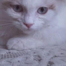 赛级金毛稻阁犬舍:长春市宽城区雁鸣湖/柳影路附近