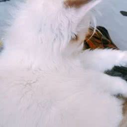 旺升拉布拉多犬舍:长春市宽城区雁鸣湖/柳影路附近