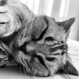 博爱动物医院:长春市宽城区雁鸣湖/柳影路附近