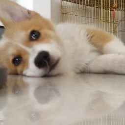 红姐宠物店:长春市宽城区火车站附近