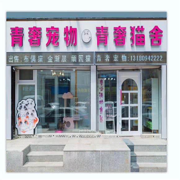 青奢宠物·青奢猫舍:长春市朝阳区桂林路附近