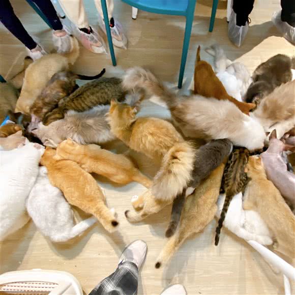 Lucy撸猫馆:北京城区西城区后海/什刹海附近