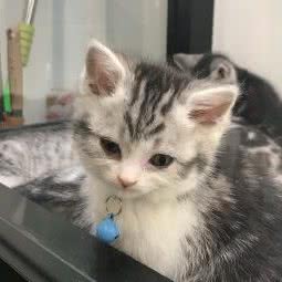 萌小猫名猫俱乐部(欢乐城店):长春市朝阳区硅谷大街附近