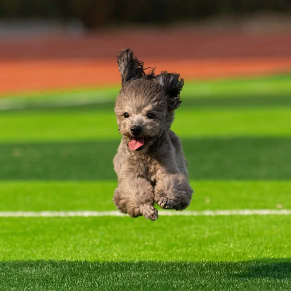 佳格宠物摄影:北京城区丰台区西红门附近