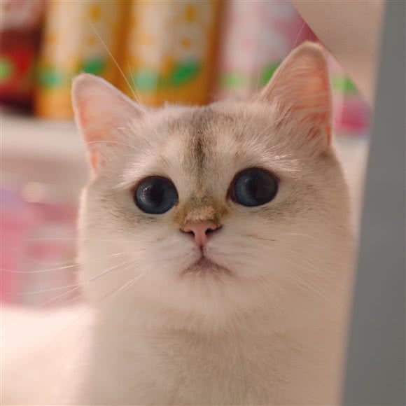 喵哆啦宠物博物馆·撸猫打卡·宠物乐园(红旗街这有山店):长春市朝阳区红旗街附近