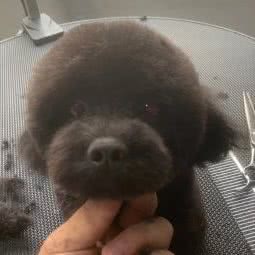 迷鹿宠物:长春市朝阳区红旗街附近