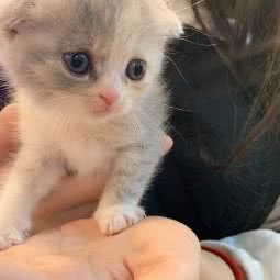 Kiyomi宠物:长春市朝阳区红旗街附近