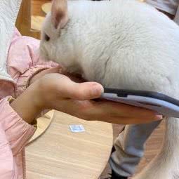 大龍猫:长春市朝阳区红旗街附近