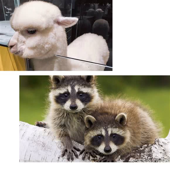 妙所宠物互动体验馆:长春市朝阳区红旗街附近