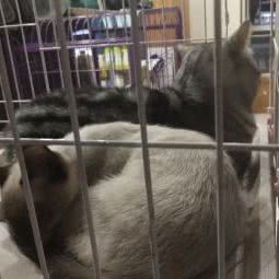 孙小乖宠物店:长春市朝阳区力旺广场附近