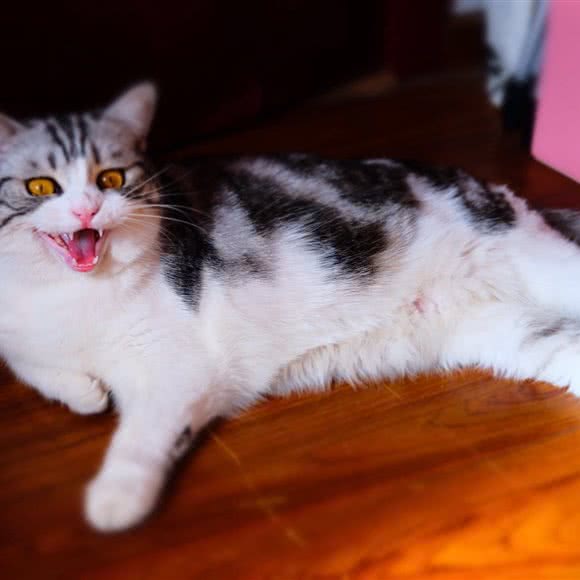 爱窝猫舍:北京城区丰台区西红门附近