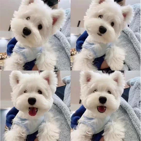 大宝宠物生活馆:长春市二道区东盛/劳动公园附近