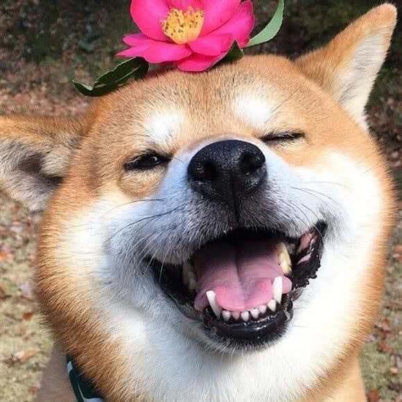 毛孩子宠物酒店:长春市二道区东盛/劳动公园附近